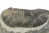 Large, Mutli-Toned Pedinopariops Trilobite - Mrakib, Morocco #243900-1